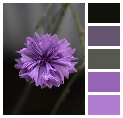 Flower Cornflower Purple Flower Image